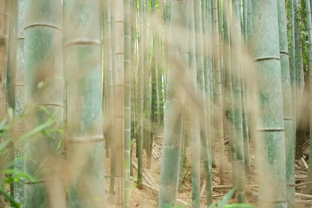 成都地区成人教育学历提升方案设计要点与常见误区